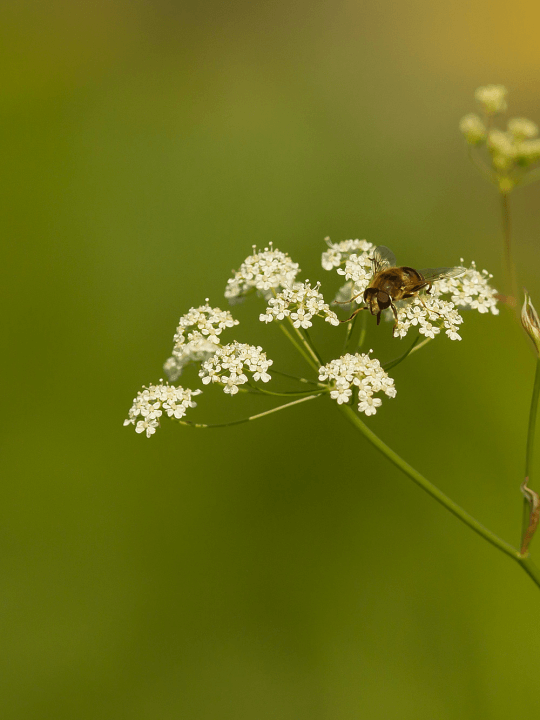 Pimpinella saxifraga